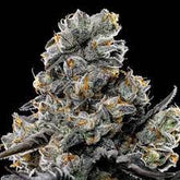 Violet Face Auto – ANESIA SEEDS